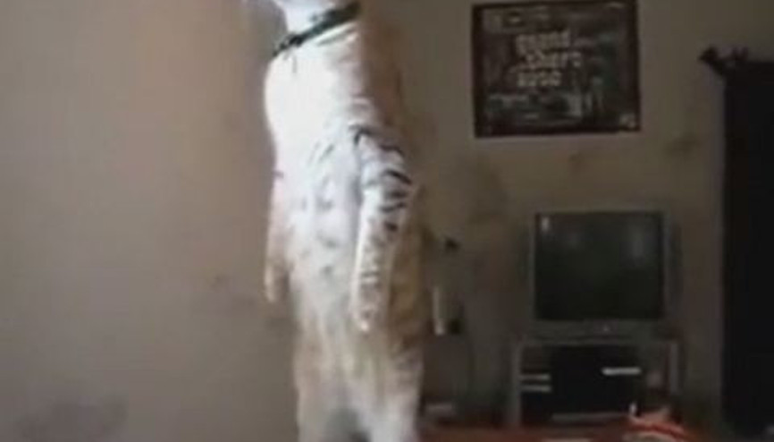 İstiklal Marşında Ayakta Duran Kedi