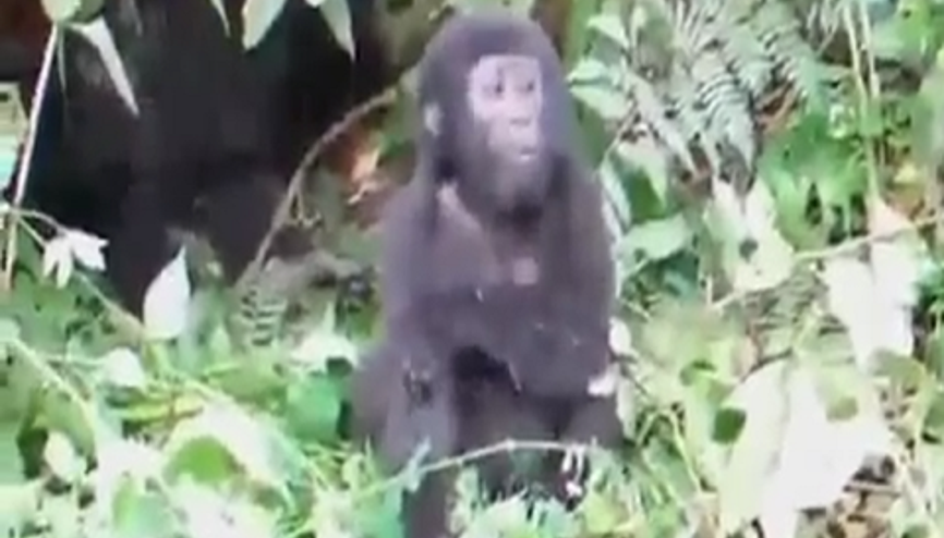 Kameraları Gören Maymun Gaza Geldi