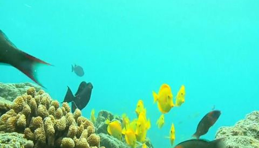 Denizler Altında 20.000 Fersah