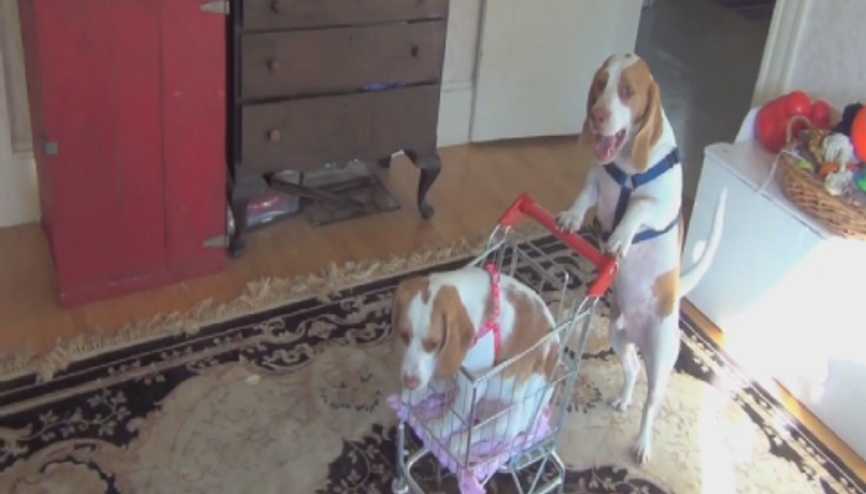 Köpek Yavrusunu Alışveriş Arabasıyla Gezdiriyor