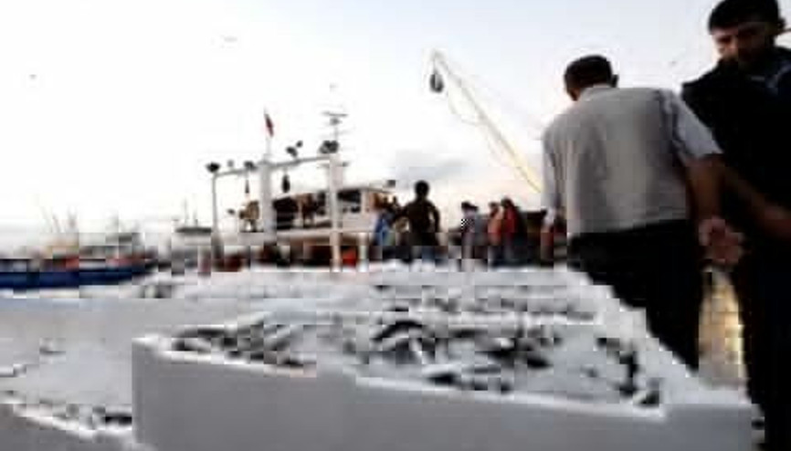 Balık  Halinin Halleri