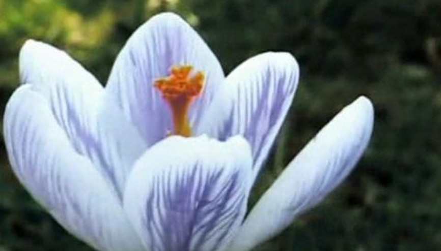 Baharın Doğadaki Yansımaları Üzerine