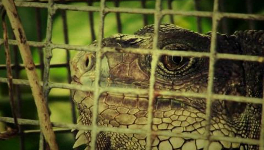 Doğayı Canlandıran Renkler