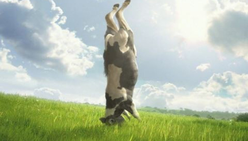 Bu İnek Sağlıklı Yaşam Yolunu İyi Biliyor