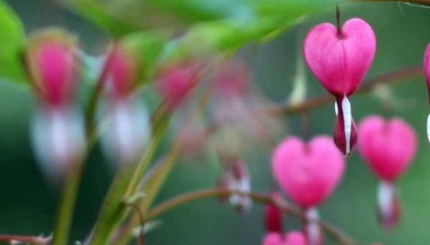 Doğanın Gizli Görüntüleri