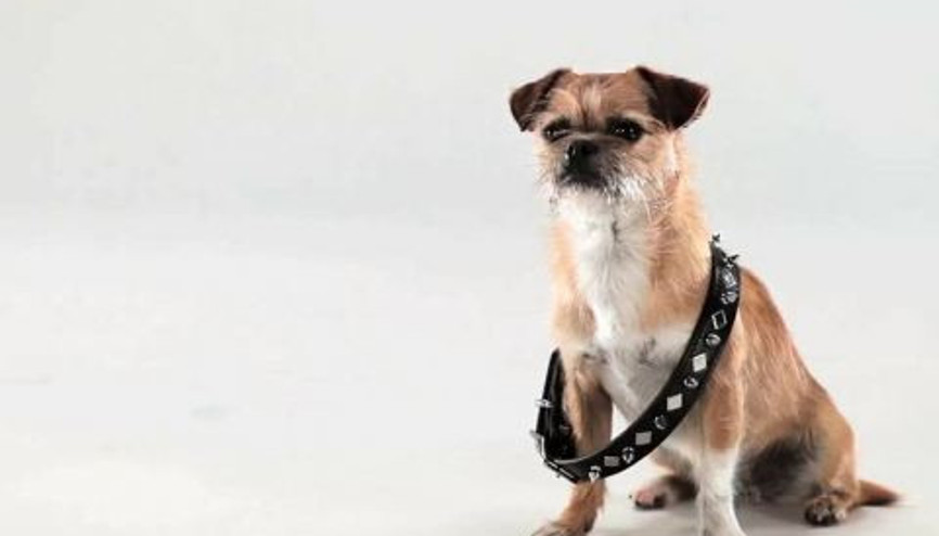 Küçük Köpek Büyük Dünya