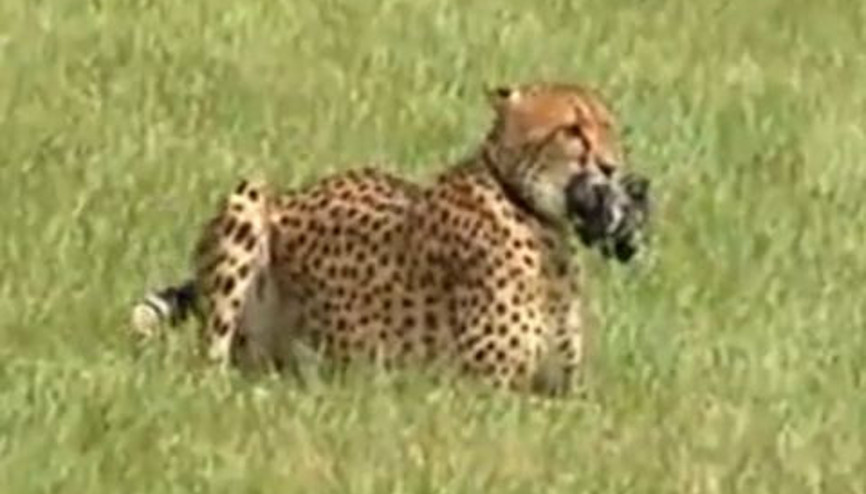 En Hızlı Çita Sarah