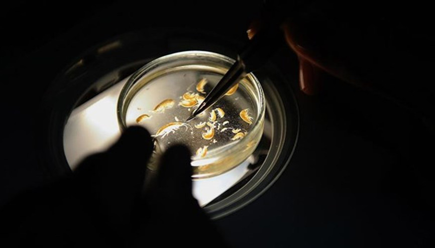 133 canlı türü keşfedildi