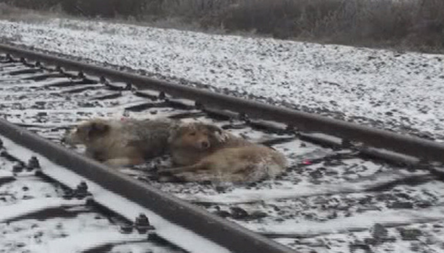 Köpekten vefa dersi Köpekten vefa dersi