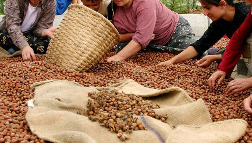 Fındık üreticilerine tarım sigortası uyarısı