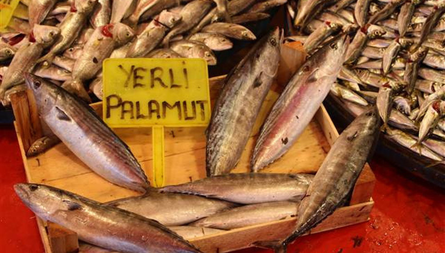 2016 palamut yılı oldu