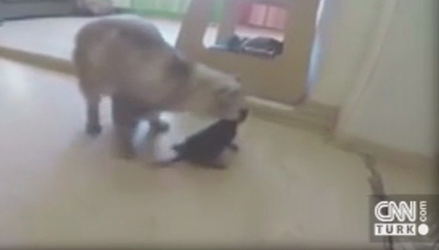 Koca yürekli kedi Bade