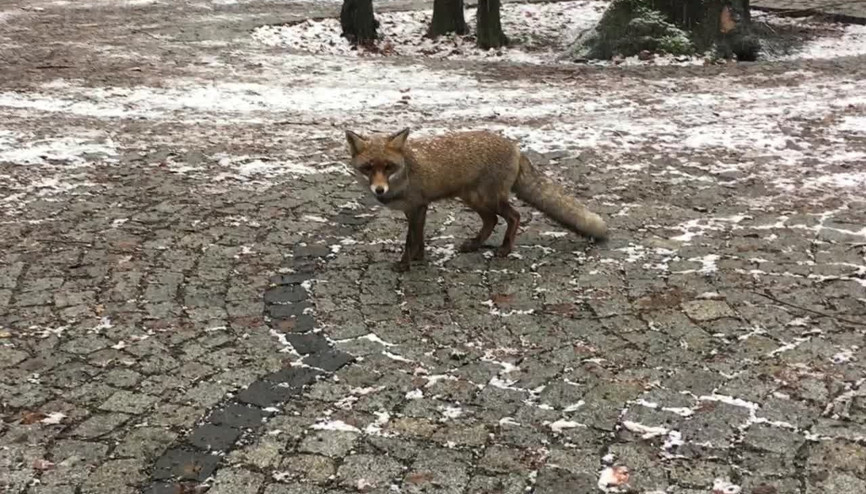 Son dakika gelişmesi: İstanbulda aç kalan tilkiler şehre indi