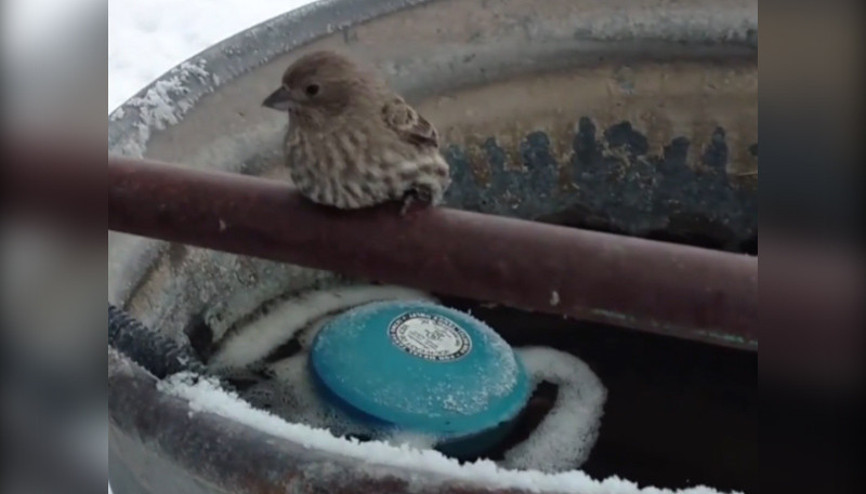 Soğuktan donan serçenin ayaklarını nefesiyle ısıttı