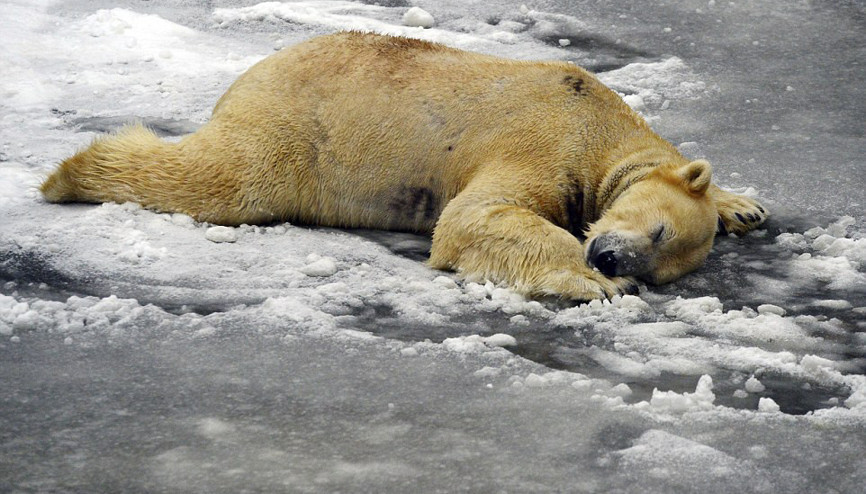 Dondurucu soğuklar Avrupa’yı da esir aldı