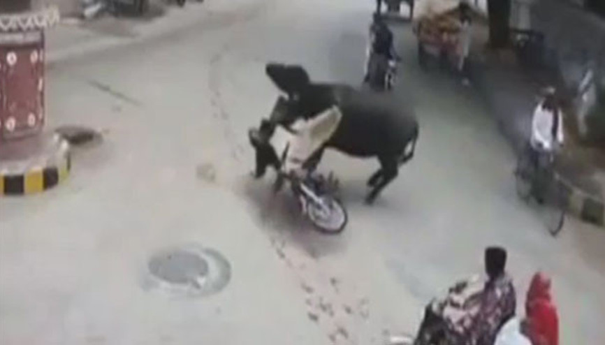 Bufalo motosiklet sürücüsüne böyle çarptı