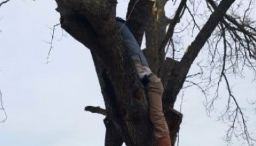 Ağaç arasına sıkışan adamın feci sonu