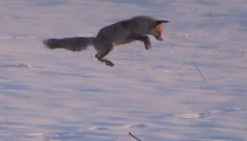 Tilki 1 metre zıplayarak avını yakaladı