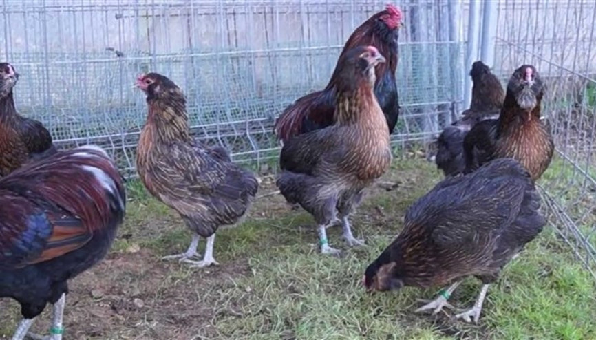 Yeşil yumurtlayan tavuk karaborsa oldu