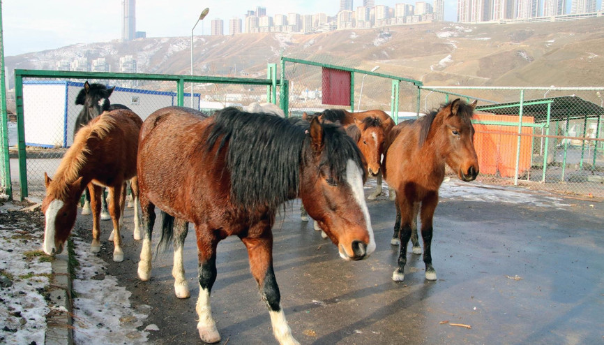 Atlar firarda