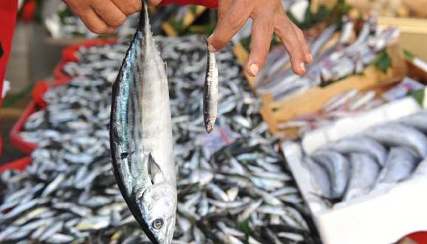 Doların yükselmesi ithal balıkların fiyatını arttırdı