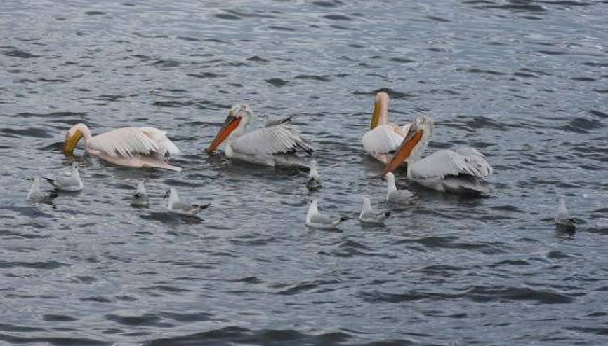 Pelikan düşürünce martı yiyor