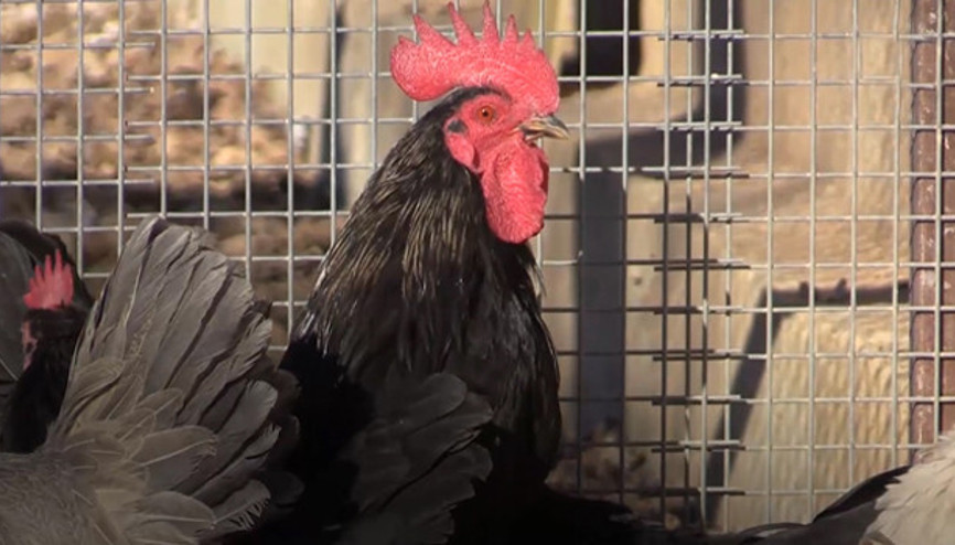 Öterken kahkaha atan horoz