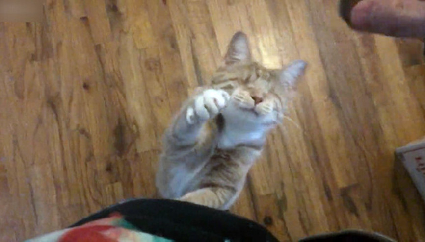 Kör kedi kendisiyle oynayan sahibini korkuttu