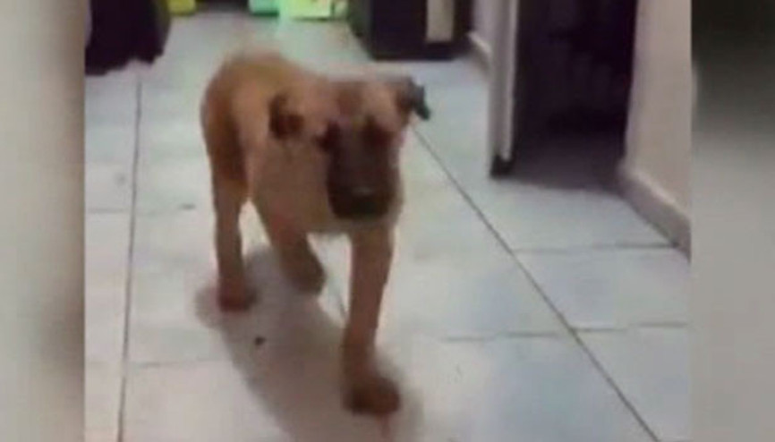 Kurtulan köpek kuyunun itfaiye merkezindeki görüntüsü