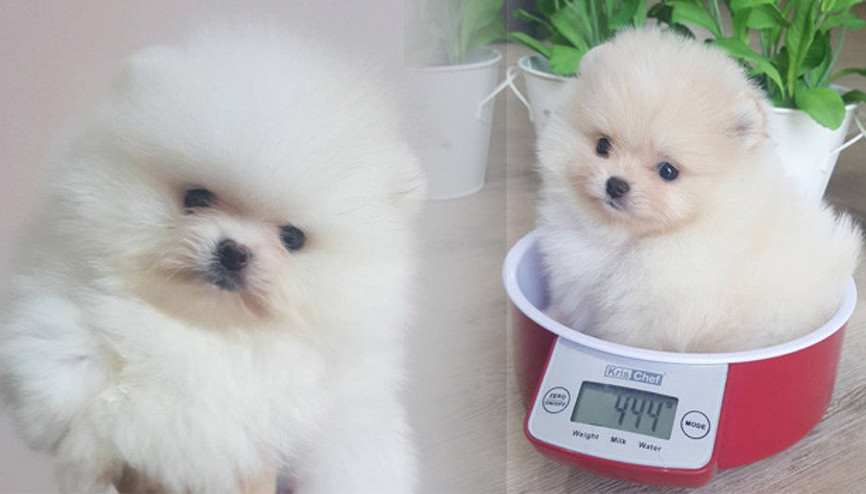 Sevimliliğiyle sosyal medyada büyük bir hayran kitlesine ulaştı