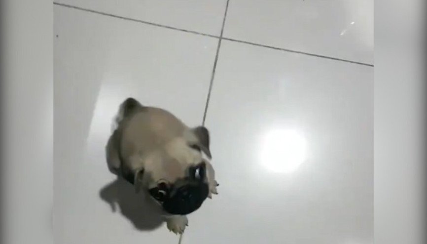 Yavru köpeğin güldüren mama telaşı