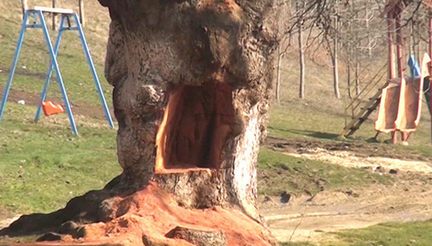 300 yıllık çınar ağacının gövdesindeki yarık şaşkına çevirdi