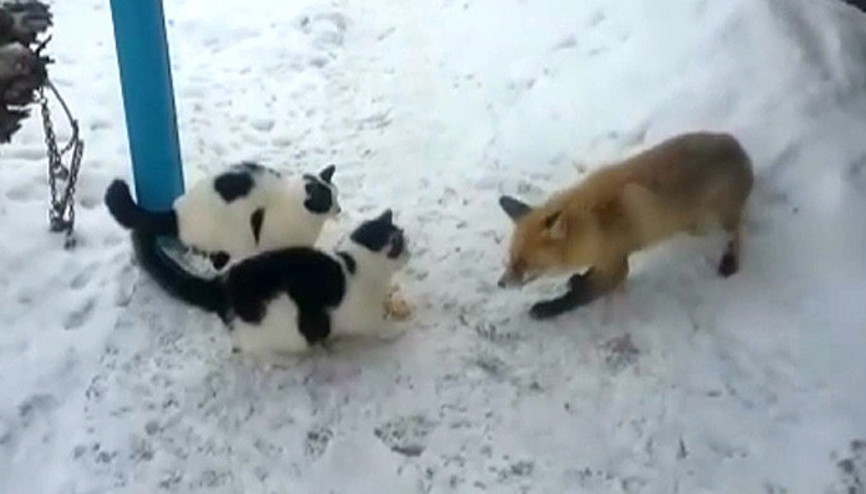 Tilkinin kedi ve kazla ekmek kapma mücadelesi