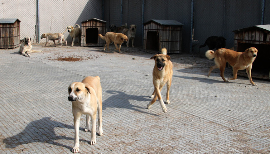 Barınakta mutlu son