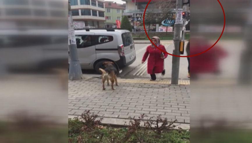 Sokak köpeğinden insanlığa trafik dersi