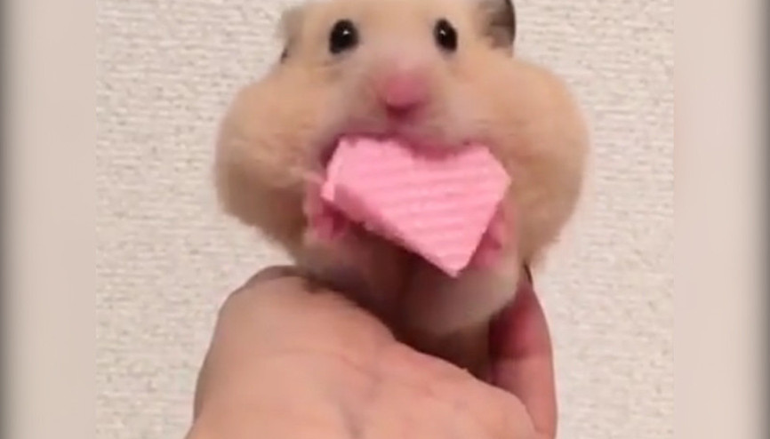 İştahlı hamster herkesi güldürdü