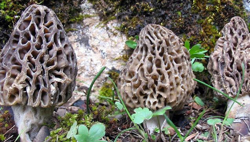Fiyatı çeyrek altın kadar Avrupadan büyük talep var