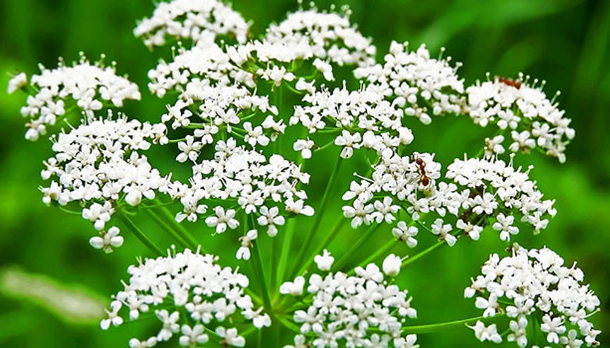 Rakı sadece Türk  anasonu ile üretilecek
