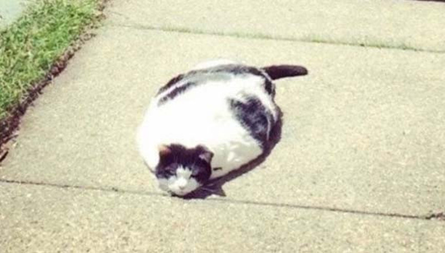 Havalar ısınmış gibi çek kanka