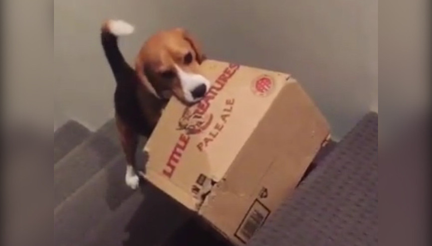 Sevimli köpeğin gülümseten azmi