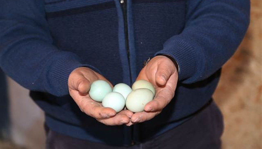 Mavi yumurta isteyene 2 ay sonraya gün veriyor