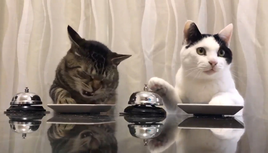 Çanlar mama için çalıyor