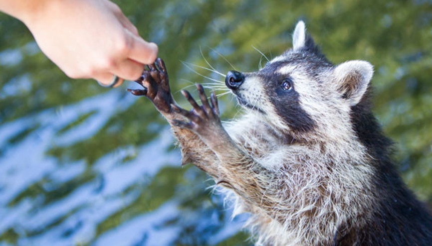 Zekanın sadece insana bahşedilmediğine kanıt 6 mükemmel hayvan Zekanın sadece insana bahşedilmediğine kanıt 6 mükemmel hayvan