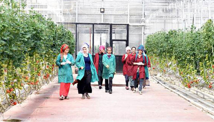 Soğuk ilçenin sera domatesleri marka oldu