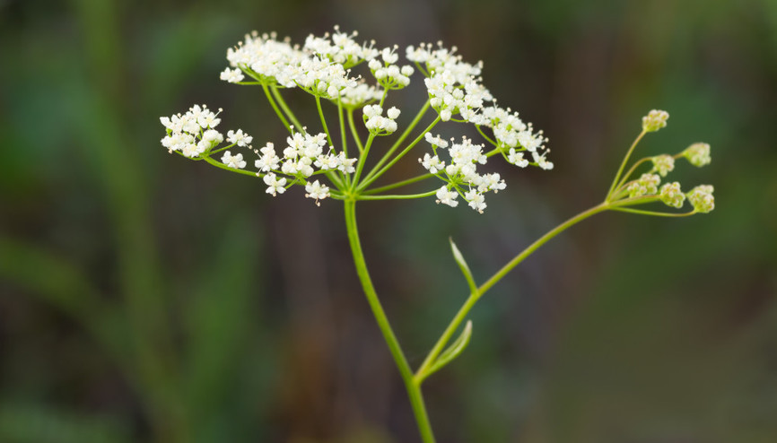 Hemen tanışmanız gereken 5 şifalı ot