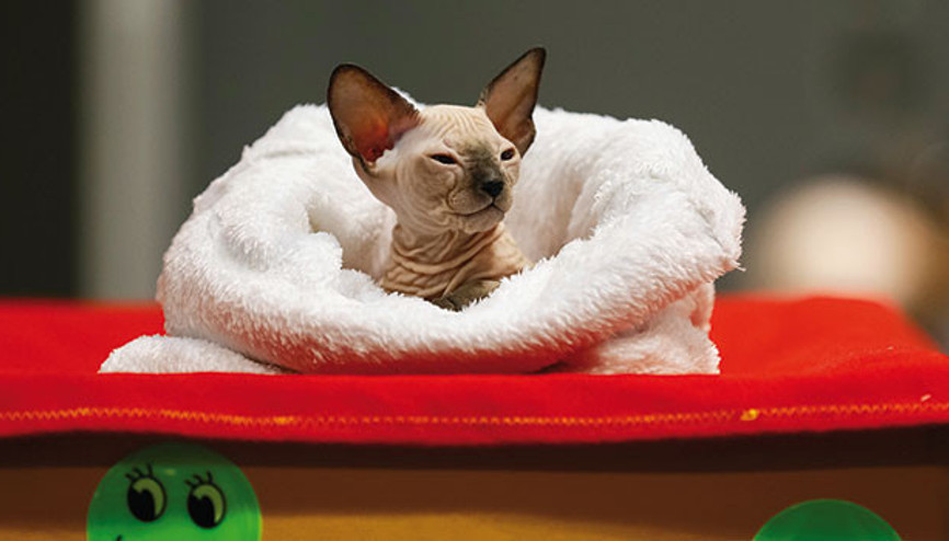 En  ‘Kazak’ kedi