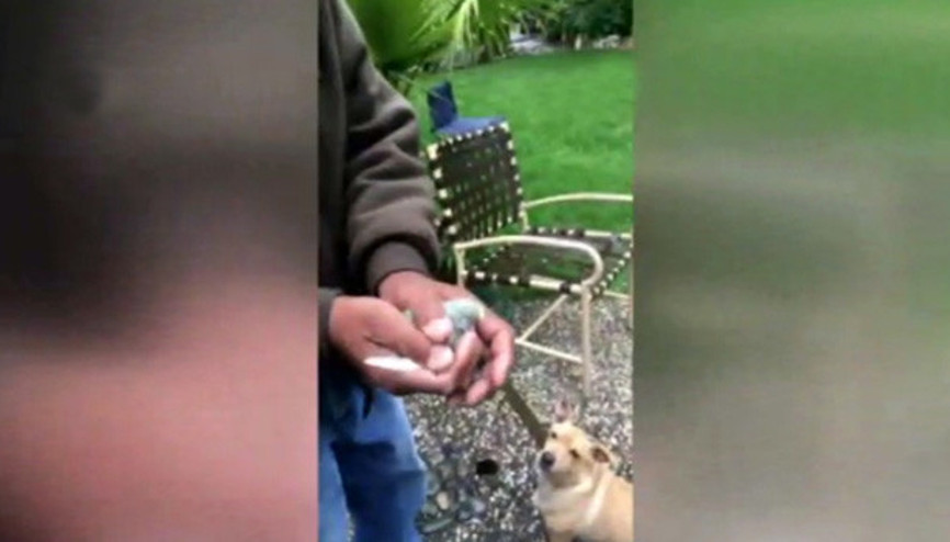 Kuşu uçurmak isterken köpeğe yem ettiler