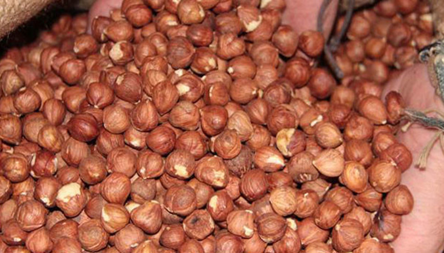 TMO yarın fındık alımına başlıyor