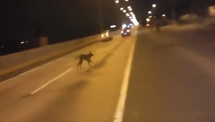 Nereden çıktı bu köpek Nereden çıktı bu köpek