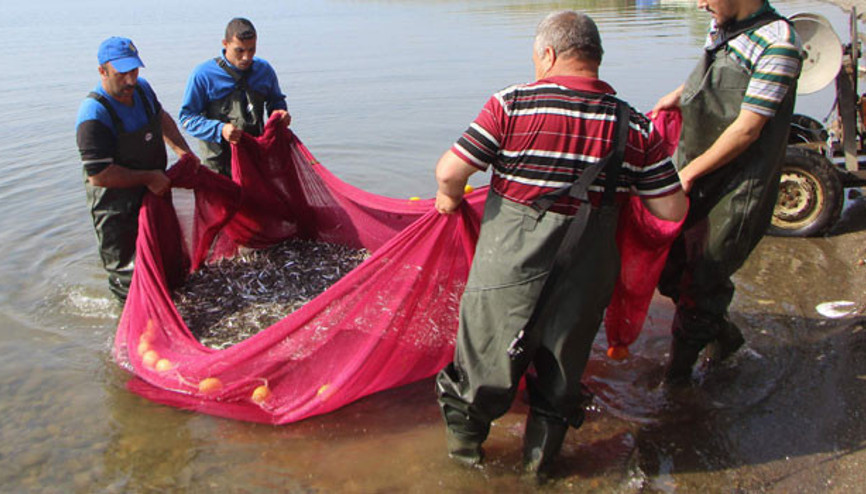 Yarım saatte tonlarcası yakalanıyor, Avrupaya kilosu 1 Eurodan satılıyor